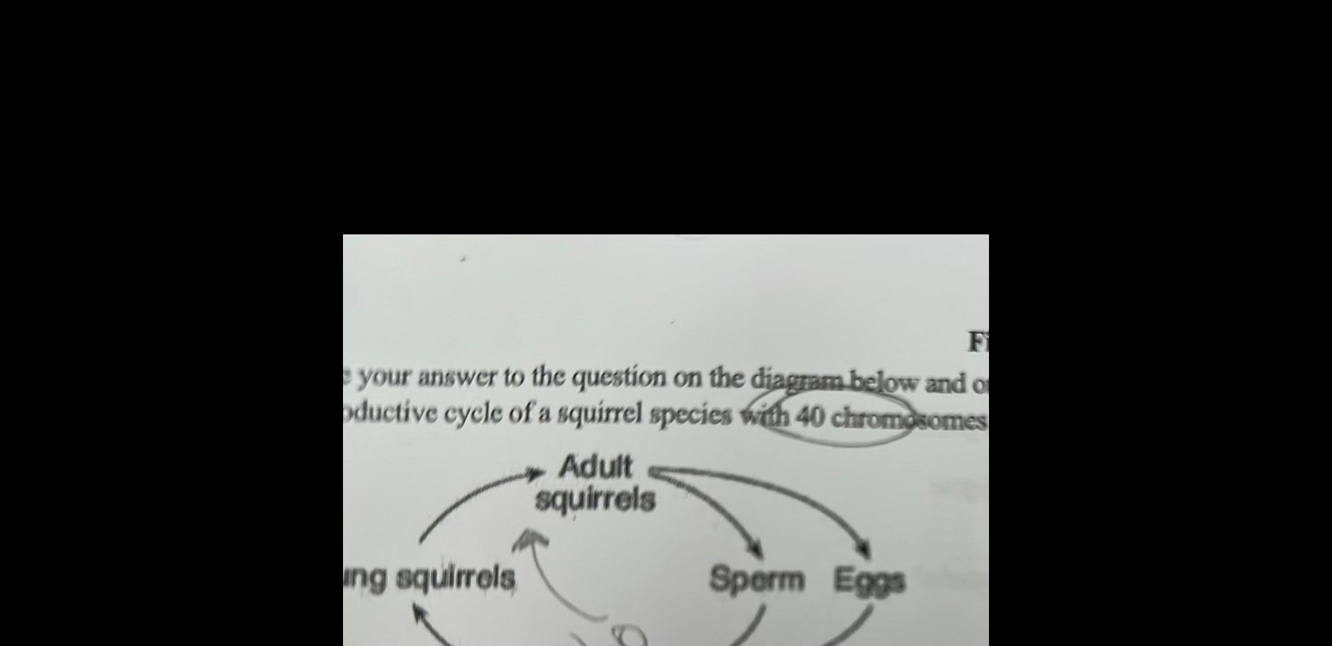 F your answer to the question on the diagram below and of oductive cycle of a squirrel species with 40 chromosomes ing squirrels Adult squirrels Sperm Eggs