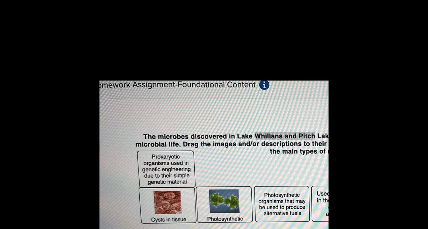 omework Assignment Foundational Content i The microbes discovered in Lake Whillans and Pitch Lak microbial life Drag the images and or descriptions to their the main types of Prokaryotic organisms used in genetic engineering due to their simple genetic material Cysts in tissue Photosynthetic Photosynthetic organisms that may be used to produce alternative fuels Used in th a