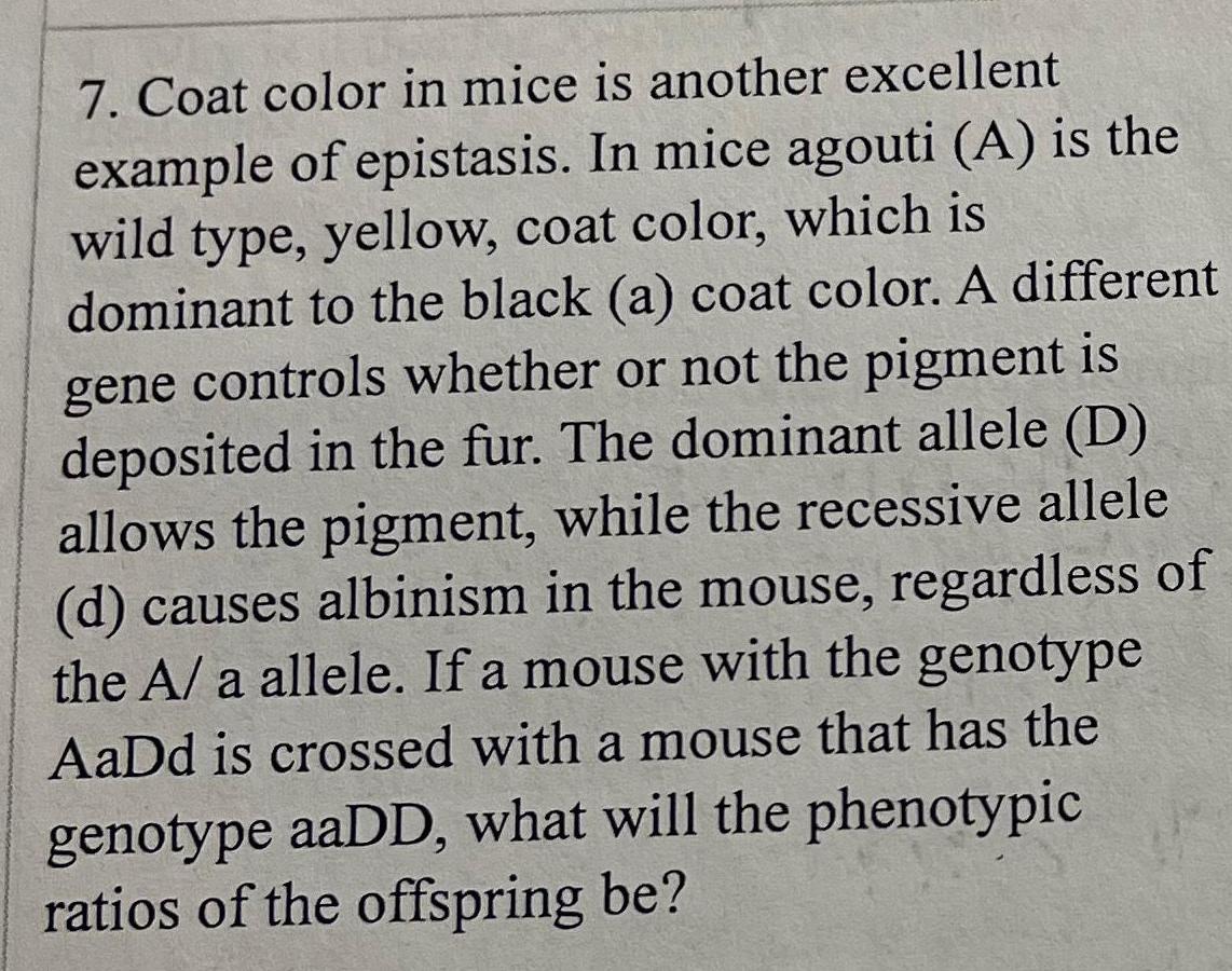 7 Coat color in mice is another excellent example of epistasis In mice agouti A is the wild type yellow coat color which is dominant to the black a coat color A different gene controls whether or not the pigment is deposited in the fur The dominant allele D allows the pigment while the recessive allele d causes albinism in the mouse regardless of the A a allele If a mouse with the genotype AaDd is crossed with a mouse that has the genotype aaDD what will the phenotypic ratios of the offspring be