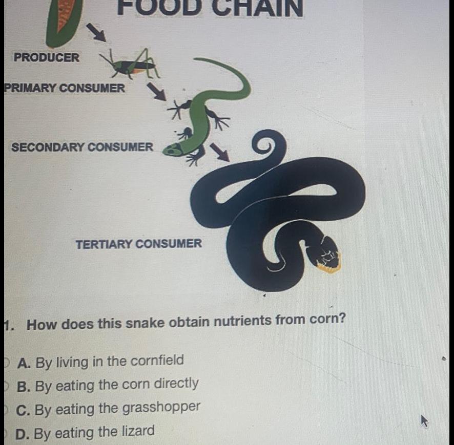 PRODUCER PRIMARY CONSUMER SECONDARY CONSUMER TERTIARY CONSUMER CHAIN 1 How does this snake obtain nutrients from corn A By living in the cornfield B By eating the corn directly C By eating the grasshopper D By eating the lizard