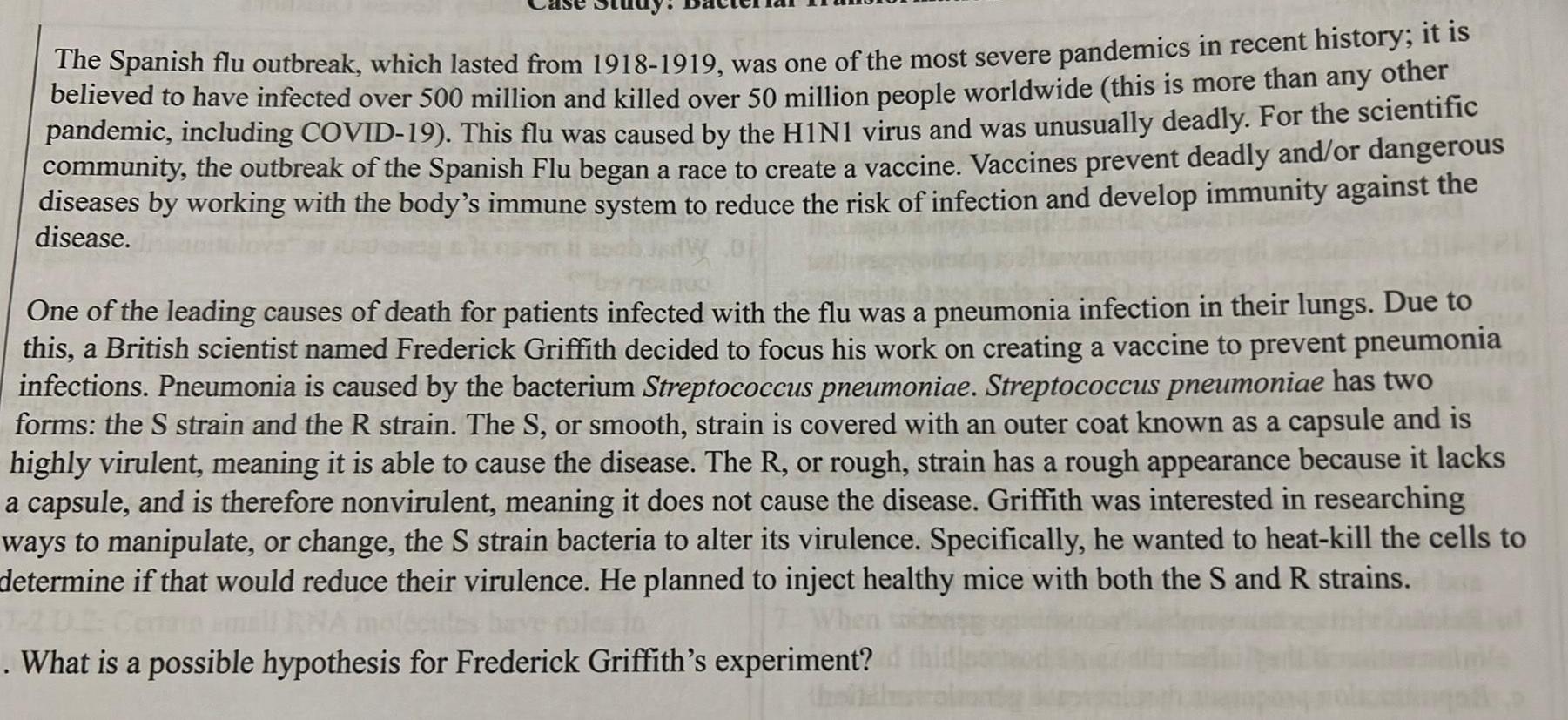 The Spanish flu outbreak which lasted from 1918 1919 was one of the most severe pandemics in recent history it is believed to have infected over 500 million and killed over 50 million people worldwide this is more than any other pandemic including COVID 19 This flu was caused by the H1N1 virus and was unusually deadly For the scientific community the outbreak of the Spanish Flu began a race to create a vaccine Vaccines prevent deadly and or dangerous diseases by working with the body s immune system to reduce the risk of infection and develop immunity against the disease One of the leading causes of death for patients infected with the flu was a pneumonia infection in their lungs Due to this a British scientist named Frederick Griffith decided to focus his work on creating a vaccine to prevent pneumonia infections Pneumonia is caused by the bacterium Streptococcus pneumoniae Streptococcus pneumoniae has two forms the S strain and the R strain The S or smooth strain is covered with an outer coat known as a capsule and is highly virulent meaning it is able to cause the disease The R or rough strain has a rough appearance because it lacks a capsule and is therefore nonvirulent meaning it does not cause the disease Griffith was interested in researching ways to manipulate or change the S strain bacteria to alter its virulence Specifically he wanted to heat kill the cells to determine if that would reduce their virulence He planned to inject healthy mice with both the S and R strains What is a possible hypothesis for Frederick Griffith s experiment