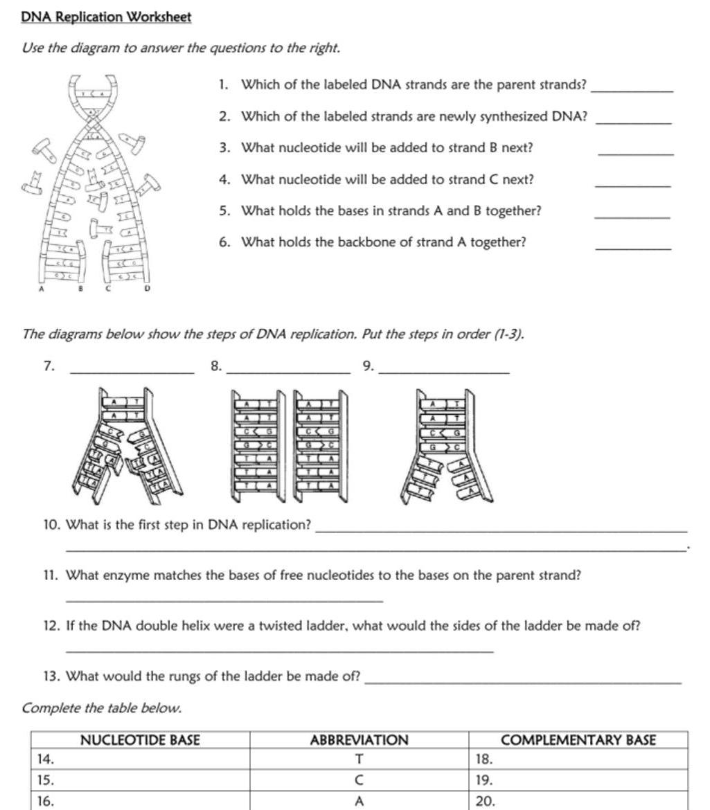 ANSWERED DNA Replication Worksheet Use The Diagram To Answer ANSWERED DNA Replication Worksheet Use The Diagram To Answer