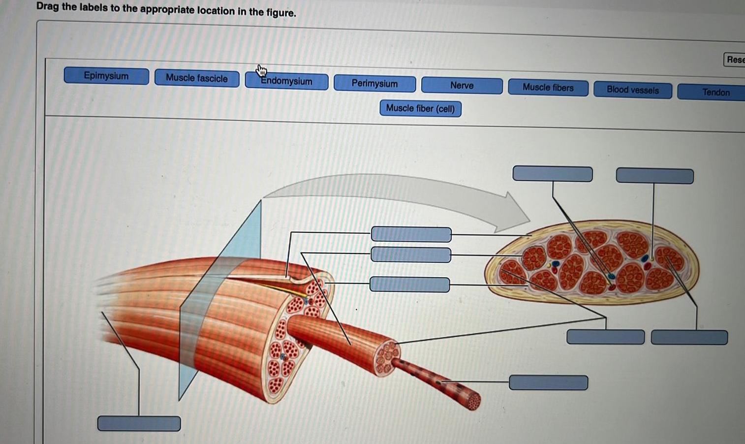 Histology homework help questions with solutions kunduz