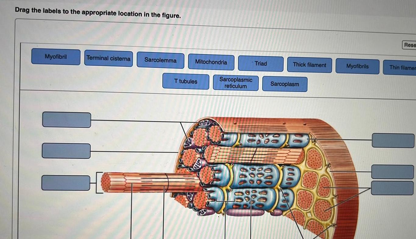 Histology homework help questions with solutions kunduz
