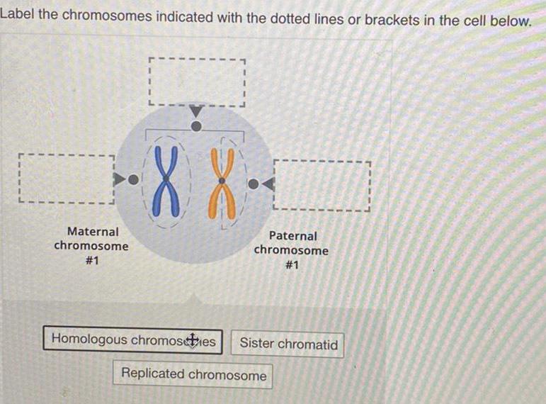 [ANSWERED] Label the chromosomes indicated with the dotted line