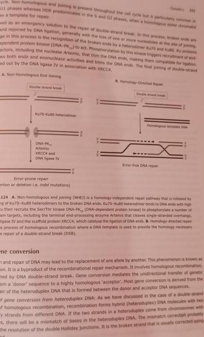 vete Non homologous end Soming is present throughout the cell cycle but is particularly common G1 phases whereas HDR predominates in the 5 and 12 phases when a homloy sister druand as a template for repair ed as an emergency solution to the repair of double strand breas In this process broken andre and rejoined by DNA ligation generally with the loss of one or more nucleotides at the site of ge in this process is the recognition of the broken ends by a heterodimer Ku70 and usu pro pendent protein kinase DNA PK to act Phosphorylation by this kinase trggers recruitment of end actors including the nuclease Artemis that trim the DNA ends making the compatible for gation s both endo and exonuclease activities and trims the ONA ends The final joining of double strand ed out by the DNA ligase IV in association with XRCC4 A Non Homologous End Joining Double strand break Ku70 Ku80 heterodimer DNA PK Artemis XRCCA and DNA ligase IV Error prone repair Ertion or deletion i e indel mutations B Himology Directed Repair Homologous template D x Error free DNA repair 124 A Non homologaus end joining NHEI is a homology independent repair pathway that is initiated by g of Ku70 Ku80 heterodimers to the broken DNA ends Ku70 KUBo heterodimer binds to ONA ends with high Cu then recruits the Ser The kinase DNA PK DNA dependent protein kinase to phosphorylate a number of am targets including the terminal end processing enzyme Artemis that cleaves single stranded avemangs ligase IV and the scaffold protein XRCC4 which catalyse the ligation of DNA ends B Homology directed repair a process of homologous recombination where a DNA template is used to provide the homology necessary e repair of a double strand break DSB ene conversion and repair of DNA may lead to the replacement of one allele by another This phenomenon is known as on It is a byproduct of the recombinational repair mechanism It involves homologous recombination ted by DNA double strand break Gene conversion mediates the unidirectional transfer of genetic om a donor sequence to a highly homologous acceptor Most gene conversion is derived from the air of the heteroduplex DNA that is formed between the donor and acceptor DNA sequences f gene conversion from heteroduplex DNA As we have discussed in the case of a double strand of homologous recombination recombination forms hybrid heteroduplex DNA malecules with two y strands from different DNA If the two strands in a heteroduplex come from chromosomes with s there will be a mismatch of bases in the heteroduplex DNA The mismatch correction probably the resolution of the double Holliday junctions It is the broken strand that is usually corrected using